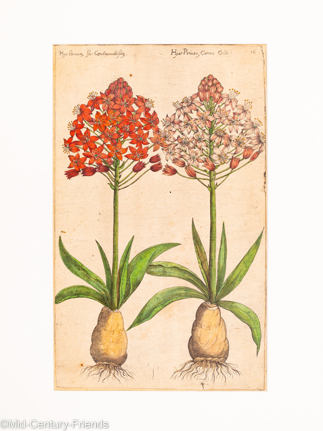 Botanische Zeichnungen 18. Jahrhundert, Kolorierter Kupferstich, 83 x 113 cm