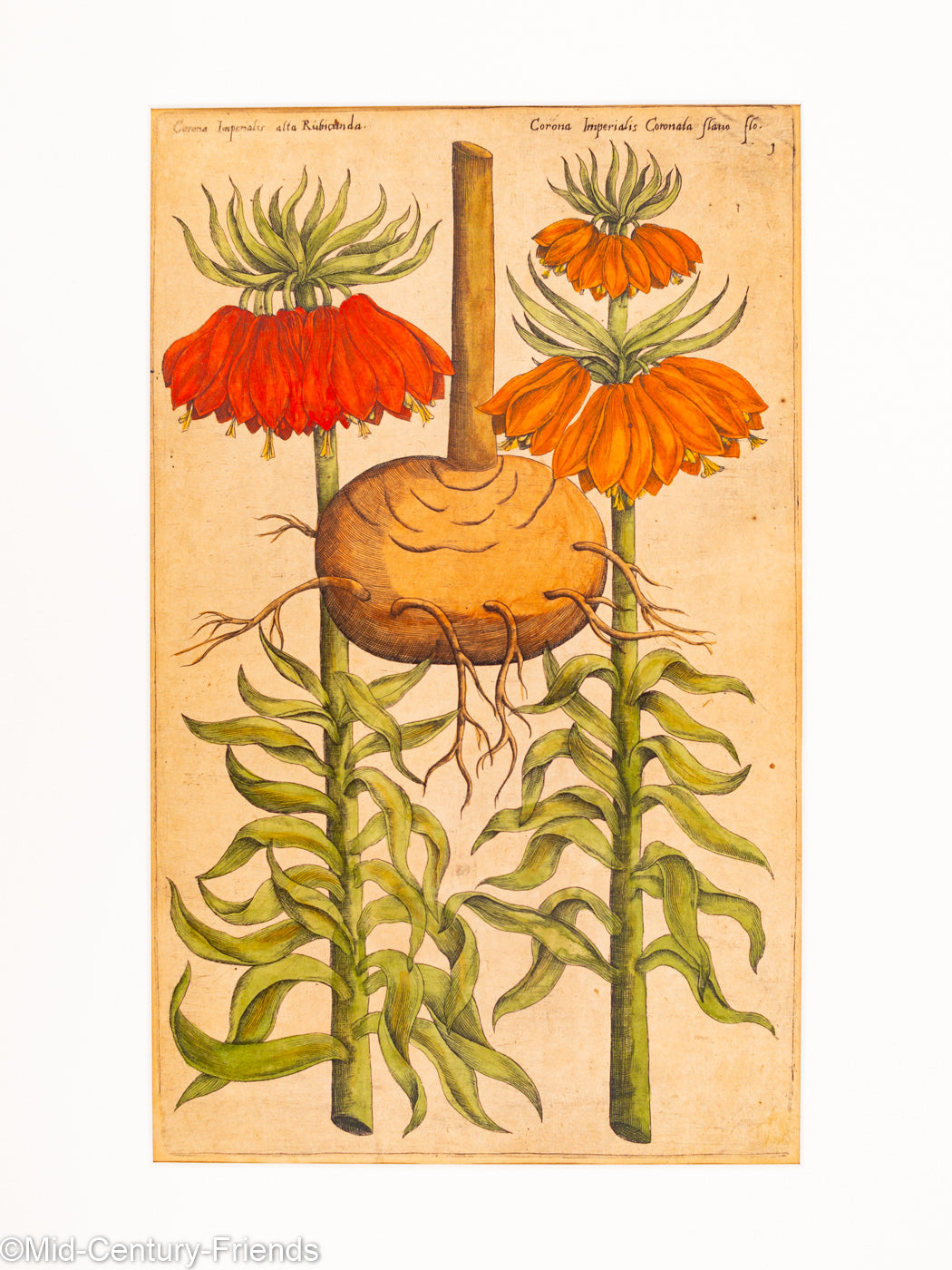 Botanische Zeichnungen 18. Jahrhundert, Kolorierter Kupferstich, 83 x 113 cm