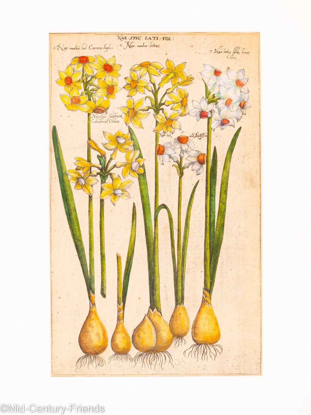 Botanische Zeichnungen 18. Jahrhundert, Kolorierter Kupferstich, 83 x 113 cm