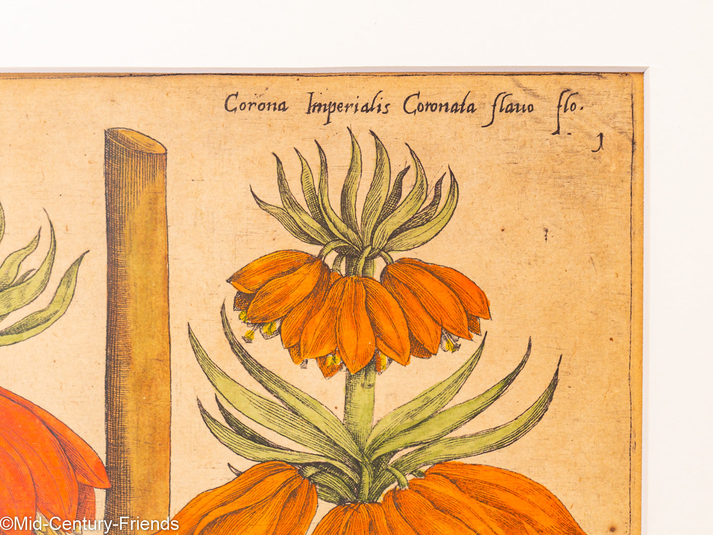 Botanische Zeichnungen 18. Jahrhundert, Kolorierter Kupferstich, 83 x 113 cm