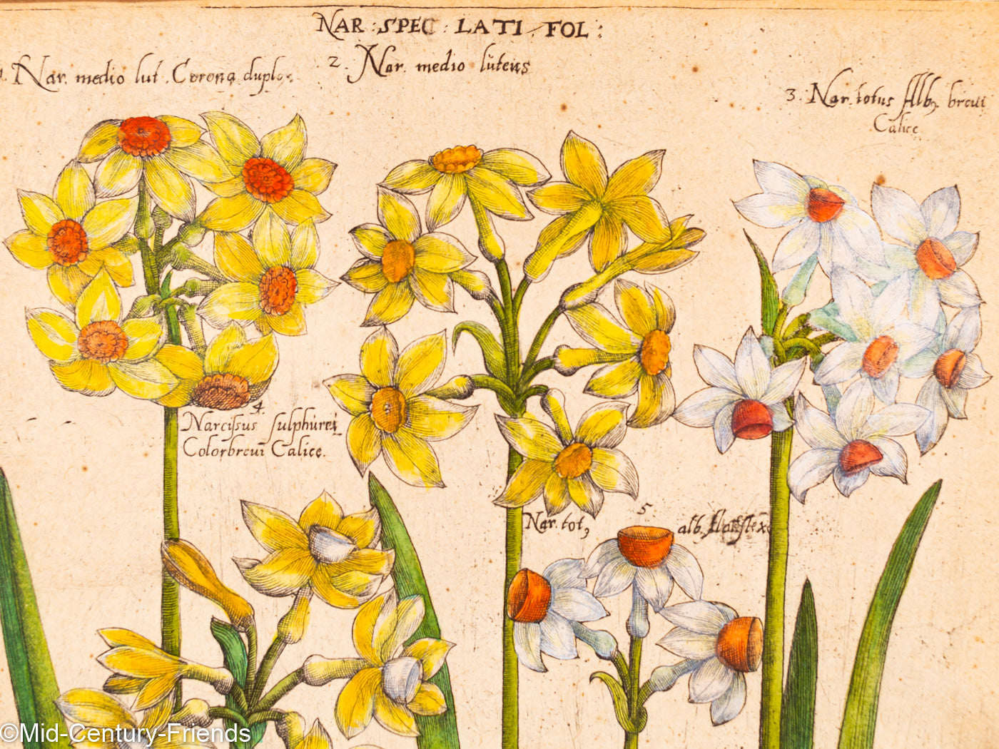 Botanische Zeichnungen 18. Jahrhundert, Kolorierter Kupferstich, 83 x 113 cm