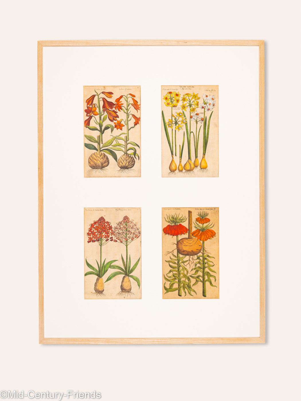 Botanische Zeichnungen 18. Jahrhundert, Kolorierter Kupferstich, 83 x 113 cm