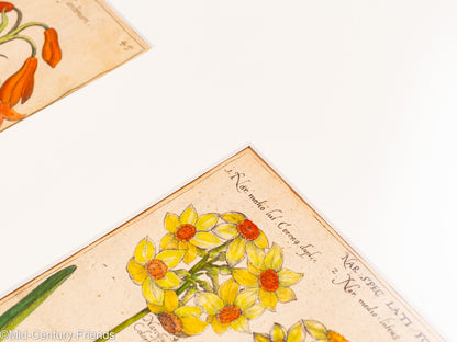 Botanische Zeichnungen 18. Jahrhundert, Kolorierter Kupferstich, 83 x 113 cm