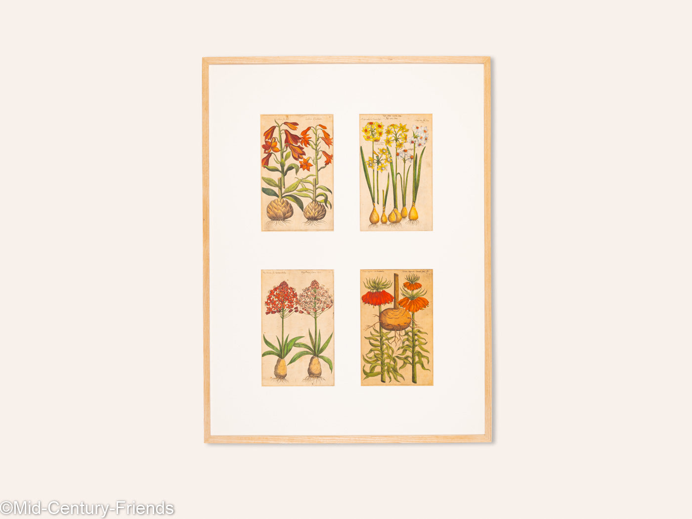 Botanische Zeichnungen 18. Jahrhundert, Kolorierter Kupferstich, 83 x 113 cm