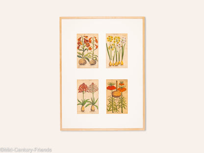 Botanische Zeichnungen 18. Jahrhundert, Kolorierter Kupferstich, 83 x 113 cm