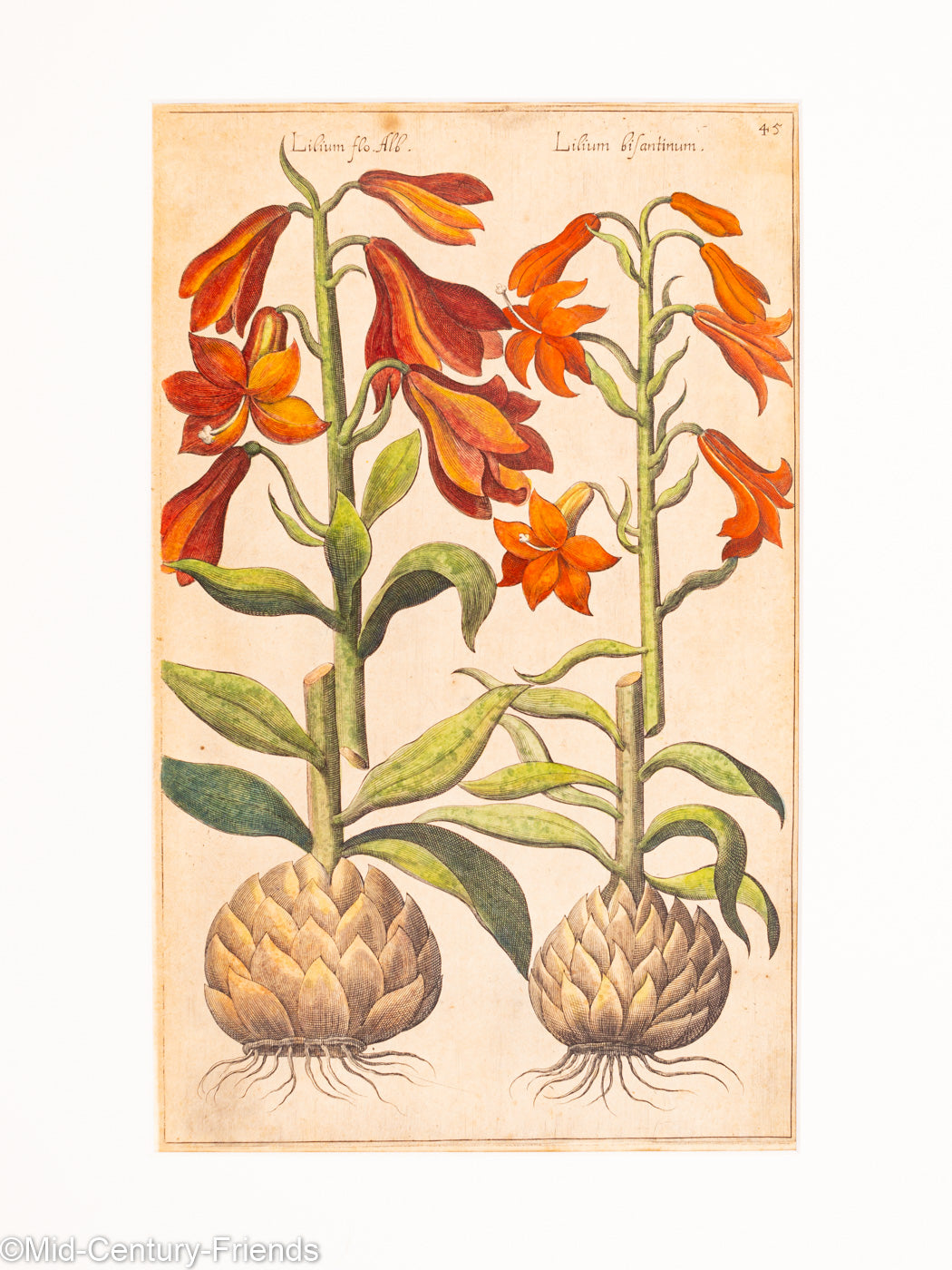 Botanische Zeichnungen 18. Jahrhundert, Kolorierter Kupferstich, 83 x 113 cm