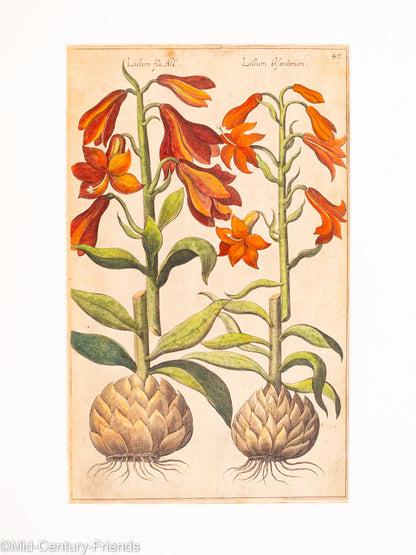 Botanische Zeichnungen 18. Jahrhundert, Kolorierter Kupferstich, 83 x 113 cm