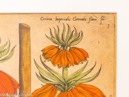 Botanische Zeichnungen 18. Jahrhundert, Kolorierter Kupferstich, 83 x 113 cm