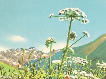 "Davos 1935", Emil Meerkämper