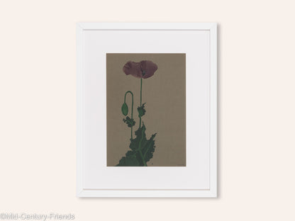 Mohnblume, Aquarell auf Papier, 42 x 52 cm