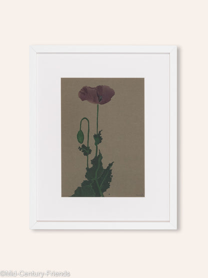 Mohnblume, Aquarell auf Papier, 42 x 52 cm
