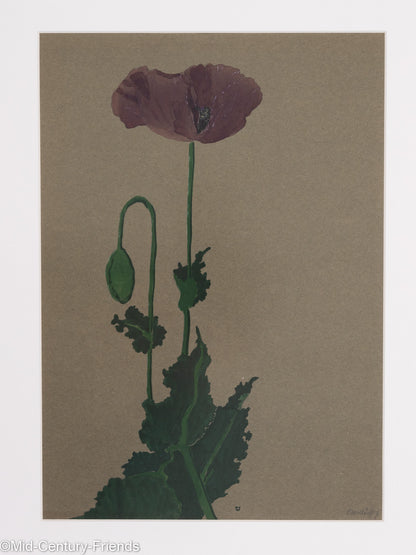 Mohnblume, Aquarell auf Papier, 42 x 52 cm